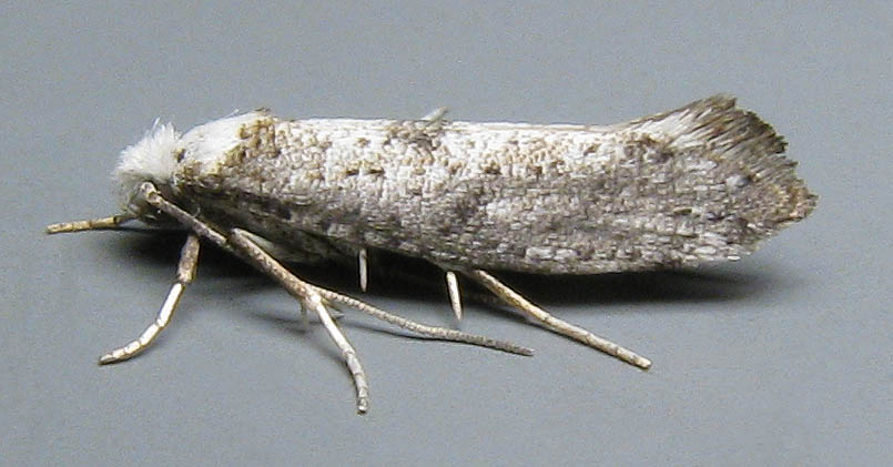 Image 2: Male - lateral view - grey background